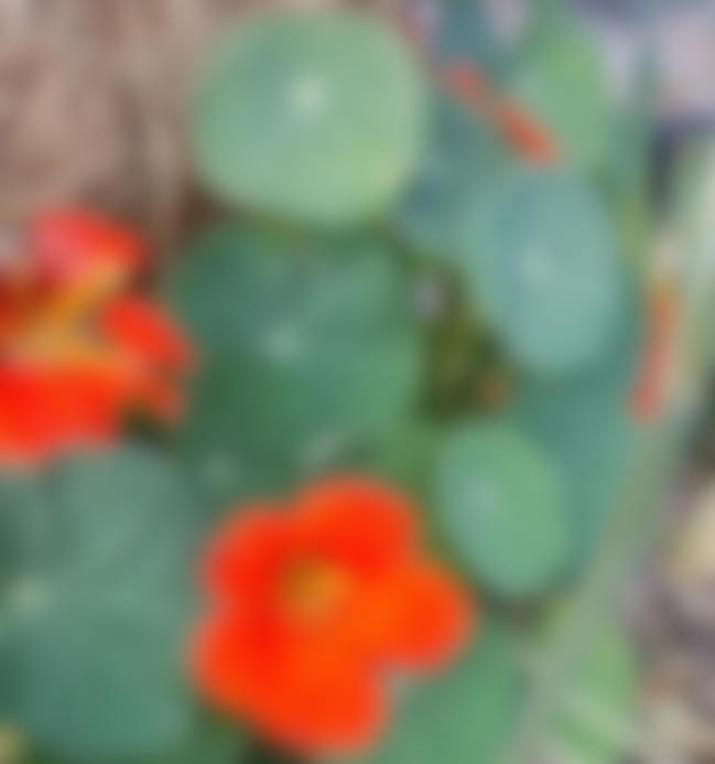 Blurry nasturtiums