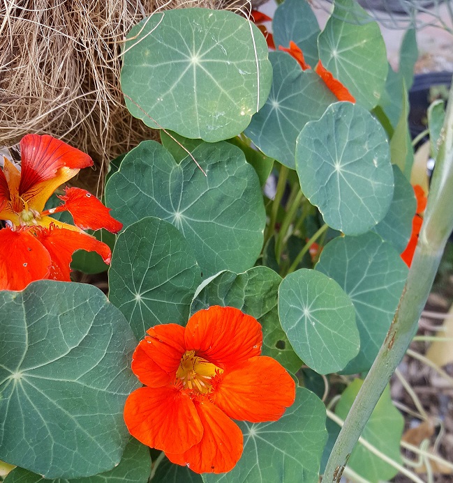 Red nasturtiums and green leaves